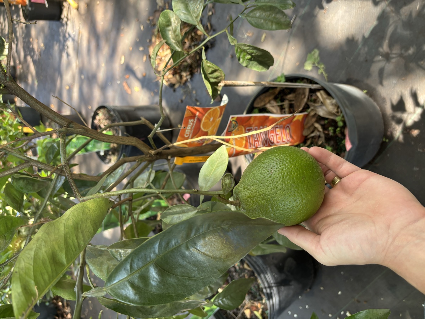 Orange fruit on the tree