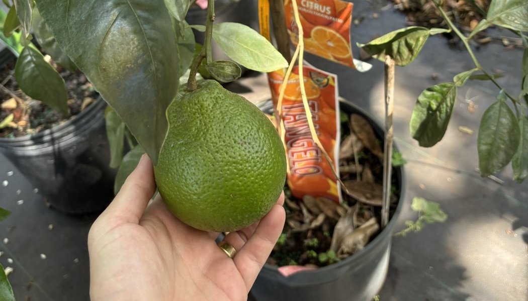 Orange fruit on the tree
