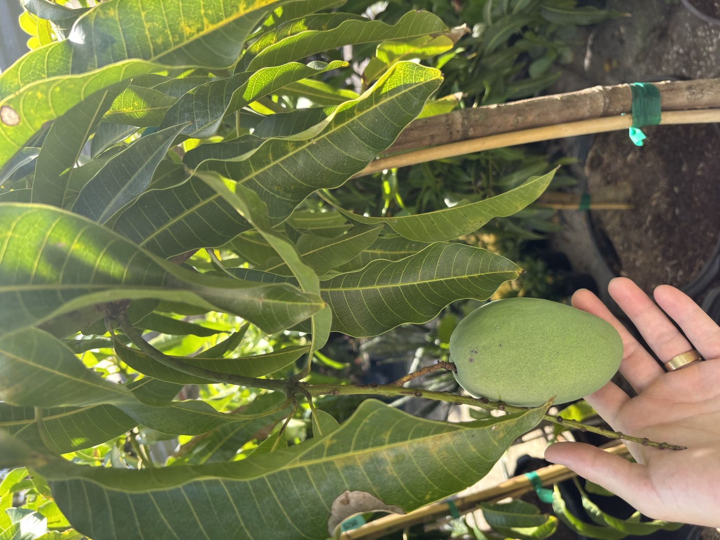 Mango fruit on the tree