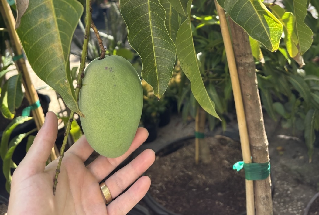 Mango fruit on the tree