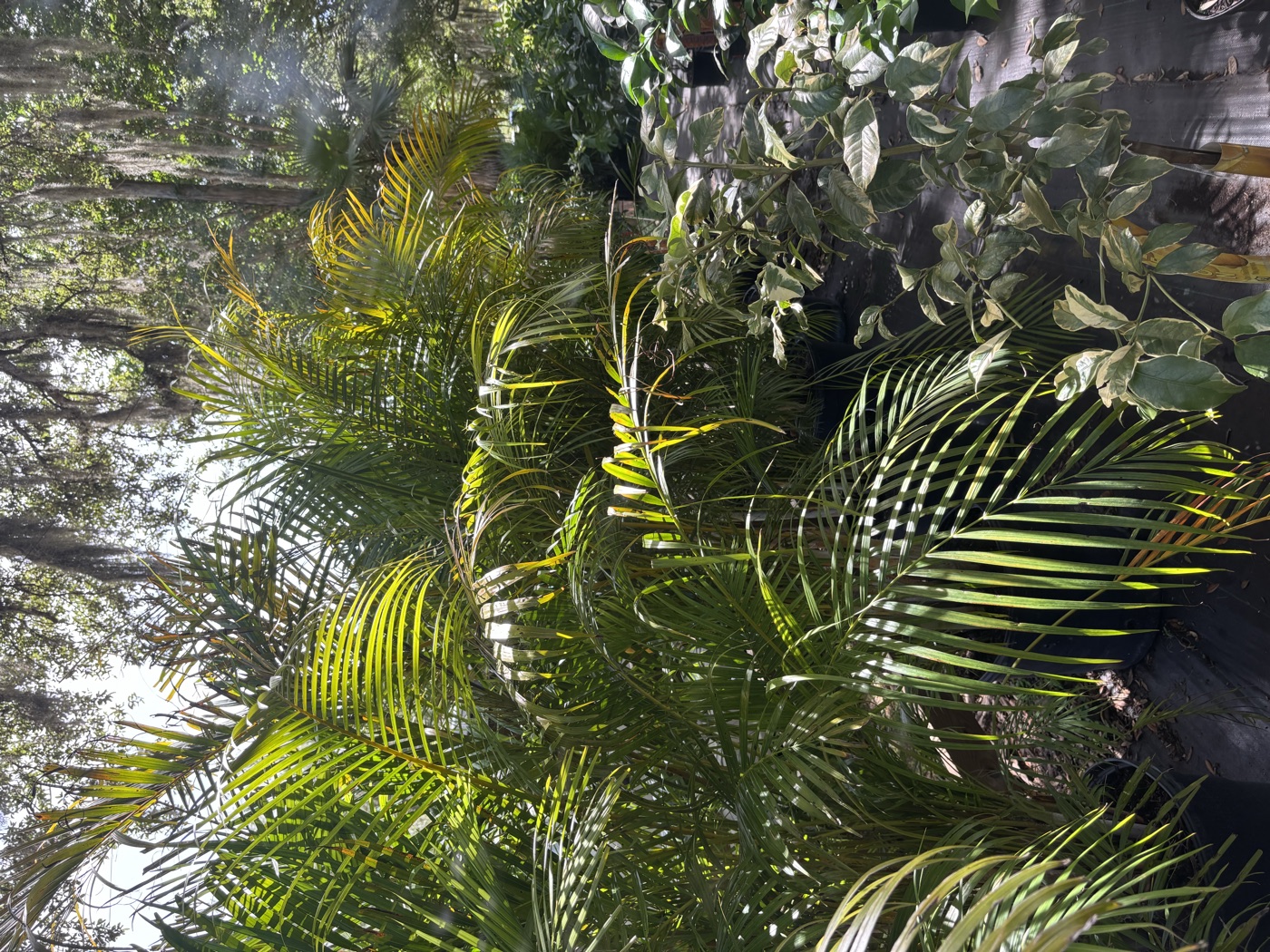 Palm trees at the nursery
